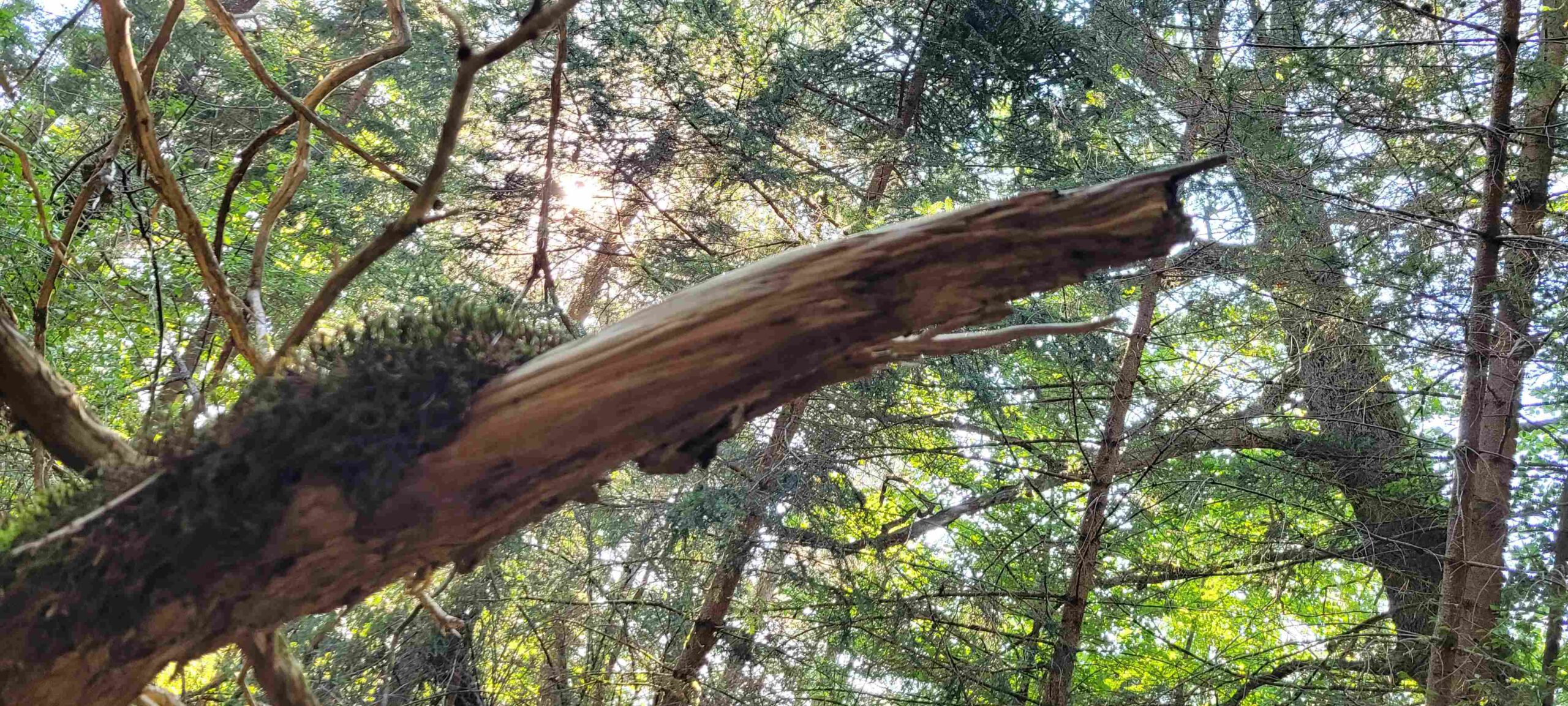 Baumstamm im Wald