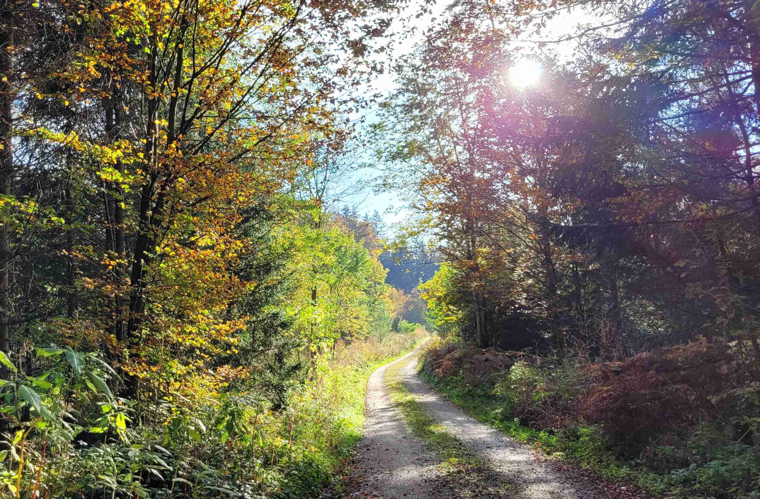 Ein Waldweg