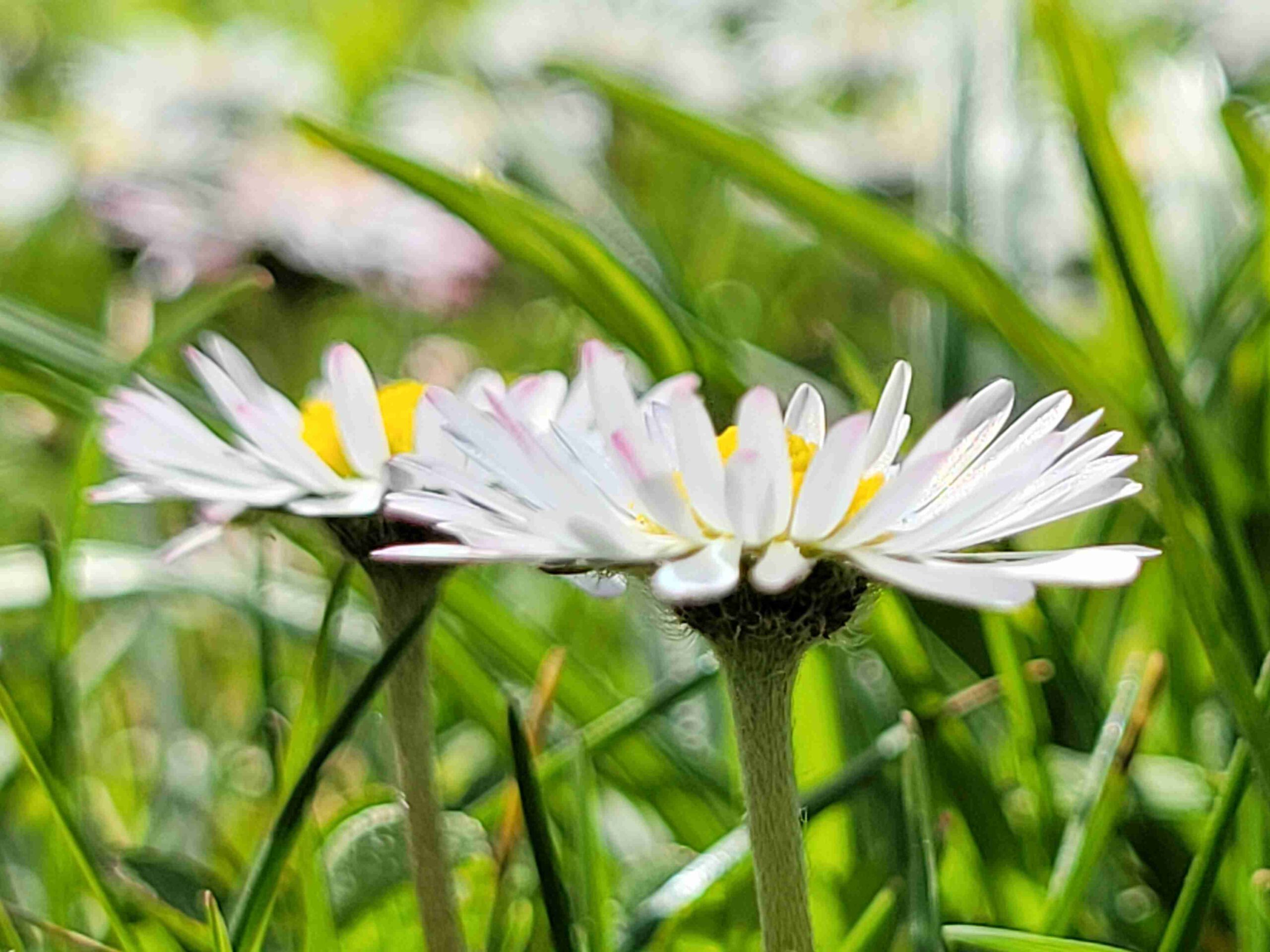 Gänseblümchen