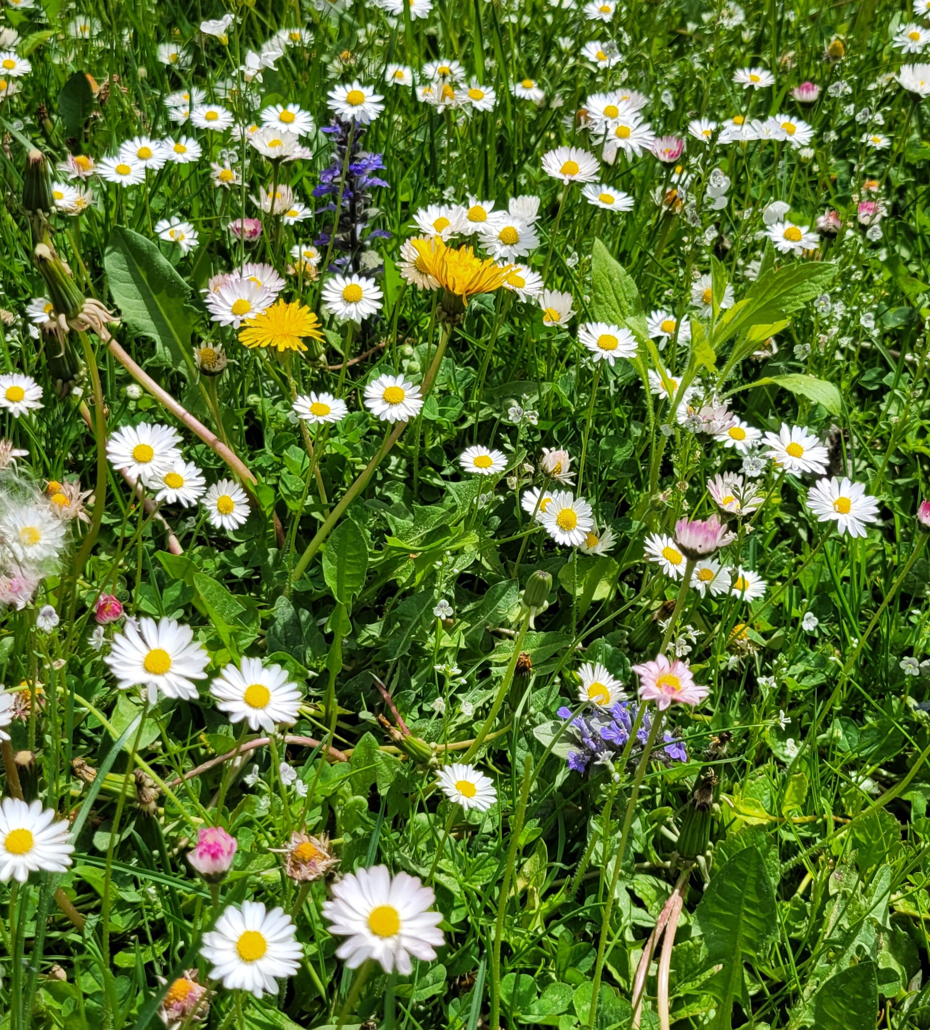 Wiesenblumen